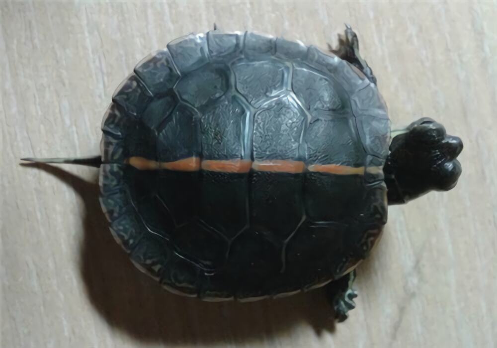 红纹锦龟身份信息