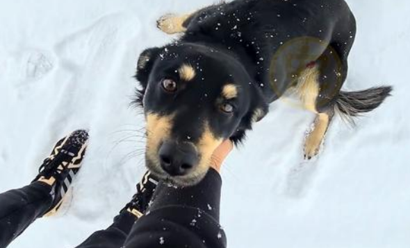 冰天雪地里，那只在雪中追车的流浪狗，因陌生人的一句呼唤有了家