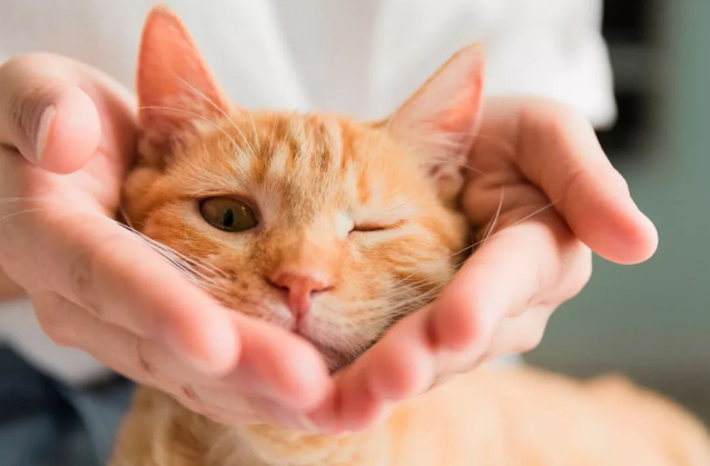 猫狗不感染人类新冠病毒，请善待其他生命！