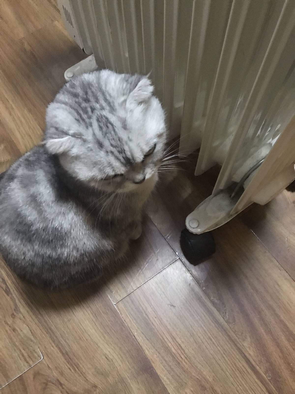 猫咪表情
