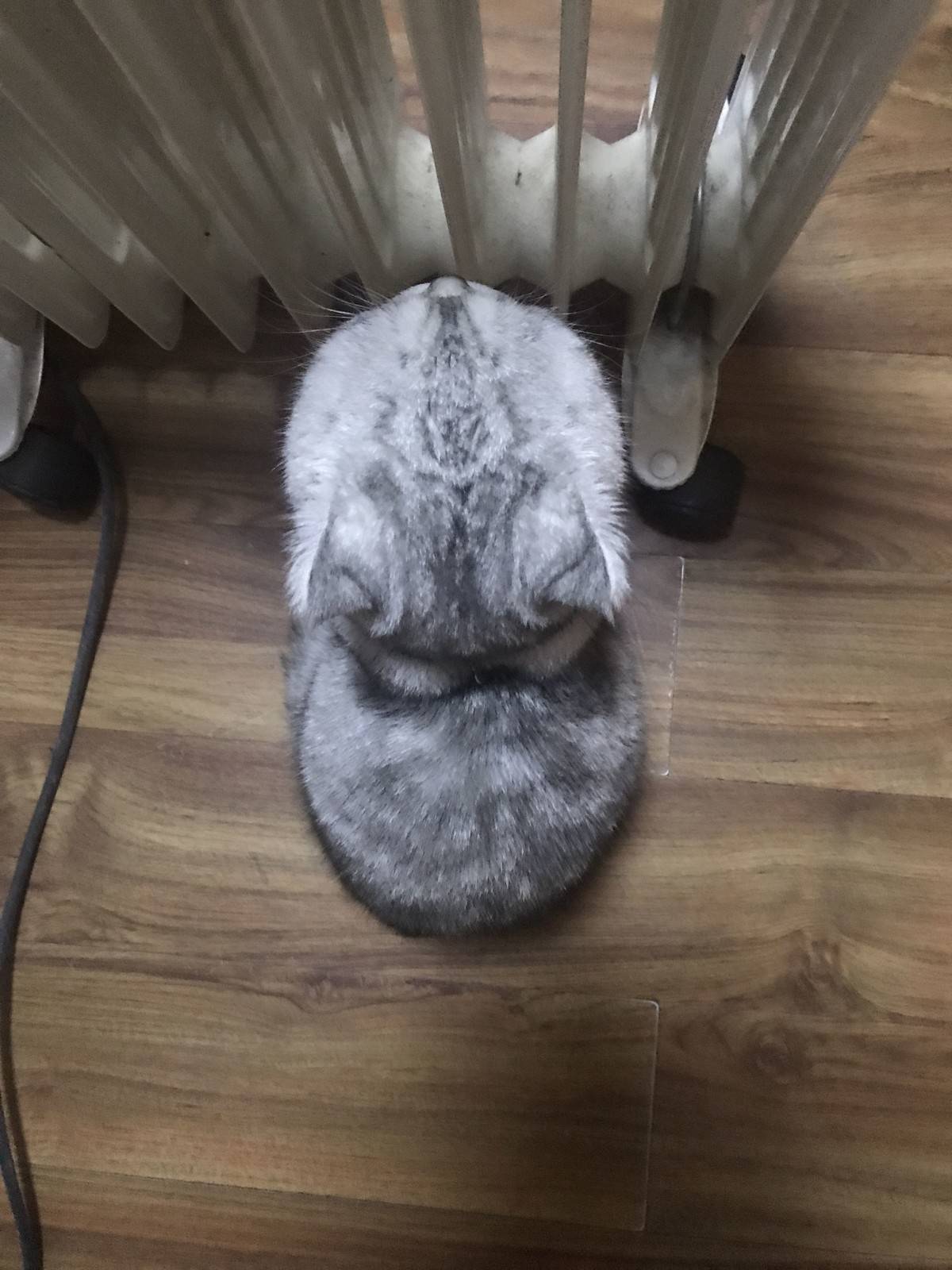 猫咪表情