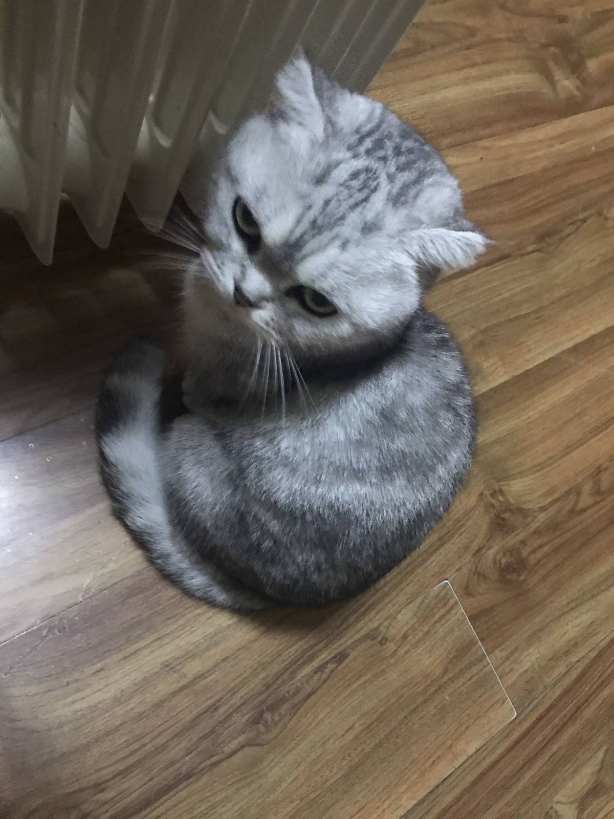 猫咪表情