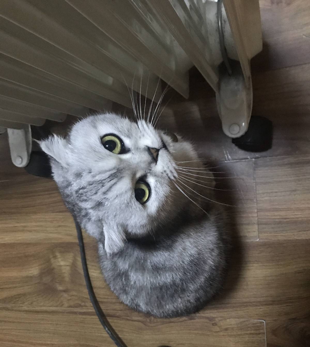 猫咪表情