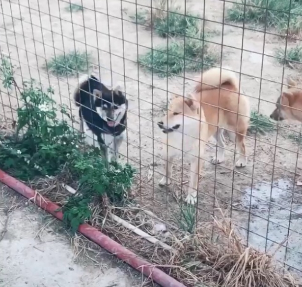 把围栏加到3米高，柴犬一绝技让主人懵圈，网友：30米高也白搭