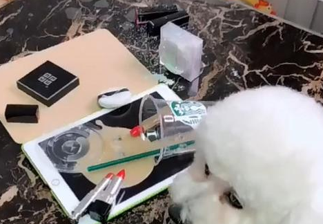 黑心男主人恶作剧,却要狗狗来担负不良影响,狗表明欺压老实巴交狗