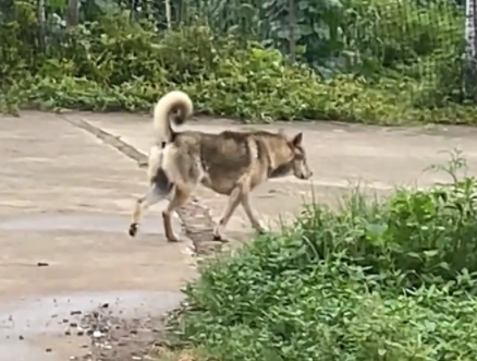 男子偶遇走路四肢凌乱的狗子。网友:霍家的汪,迷踪腿