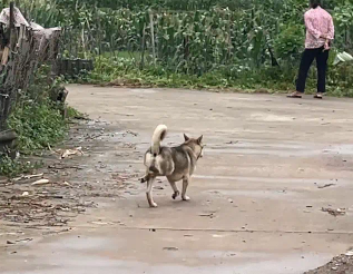 男子偶遇走路四肢凌乱的狗子。网友:霍家的汪,迷踪腿