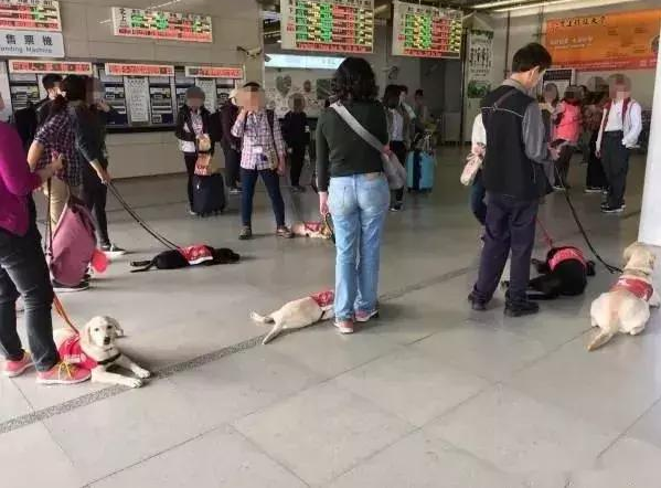 乘坐地铁偶遇一群拉布拉多，原先是导盲犬小小的见习生！