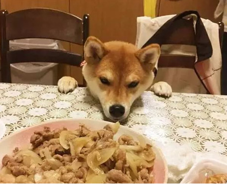 主人带狗狗出门聚会,以便桌子的饭食,即使脸形变了狗狗也罢拼