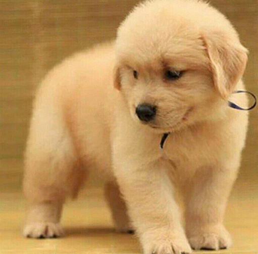 猴子绑架小狗，将其扣在树梢上三天，虽然动机不明但结局令人温暖