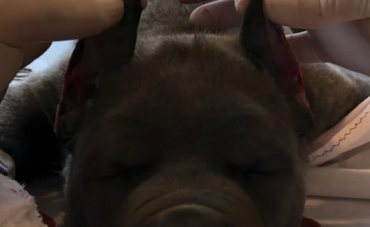 为了卖价剪短幼犬耳朵尾巴!意大利抓获一大型犬类走私团伙
