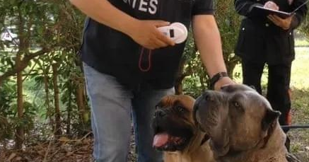 为了卖价剪短幼犬耳朵尾巴!意大利抓获一大型犬类走私团伙