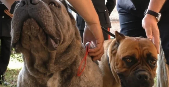 为了卖价剪短幼犬耳朵尾巴!意大利抓获一大型犬类走私团伙