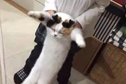 时代变了，现在猫咪的天敌不是狗，而是…