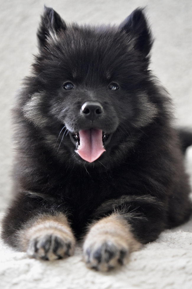 黑色松狮犬图片
