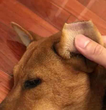 为区分哪只狗做了绝育，救助中心竟剪去流浪狗半个耳朵！