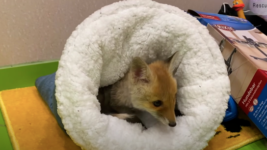 网友捡到5只小猫，兽医却说不是猫而是狗，但等它们长大后……
