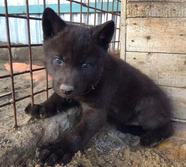 网友捡到5只小猫，兽医却说不是猫而是狗，但等它们长大后……