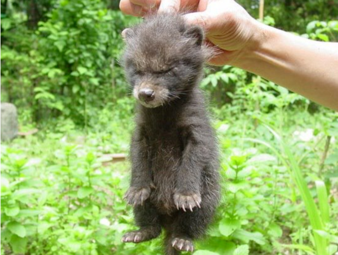 网友捡到5只小猫，兽医却说不是猫而是狗，但等它们长大后……