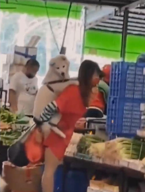 一女子,像背小孩一样,背着宠物狗去菜市场买菜