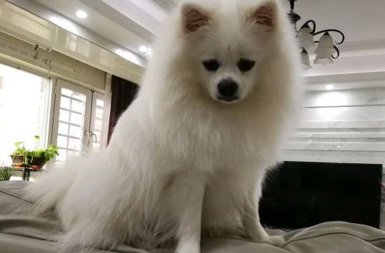博美玩得正高兴,球忽然自身跑了,狗:它讨厌我了!