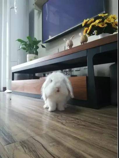 哇哇：垂耳兔怎么这么可爱被萌得惊呆了