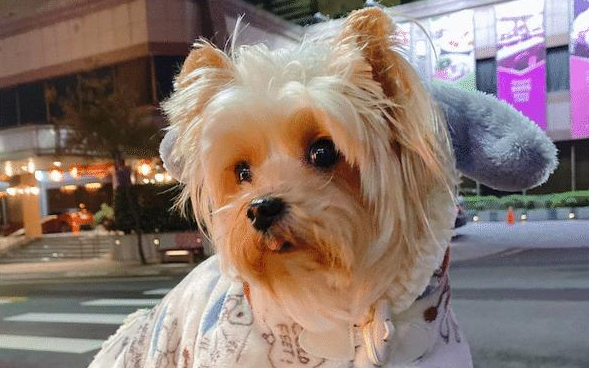 男子荒唐遗弃养了9年的狗，美容师精心照顾让它重生，变成白天使