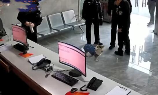 派出所里来了1只狗狗，围着警察们到处转：哪里来的小可爱呀？