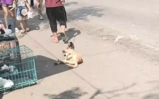 主人要把看门土狗卖掉,狗狗躺着不愿走,接下去的姿势,令人心痛