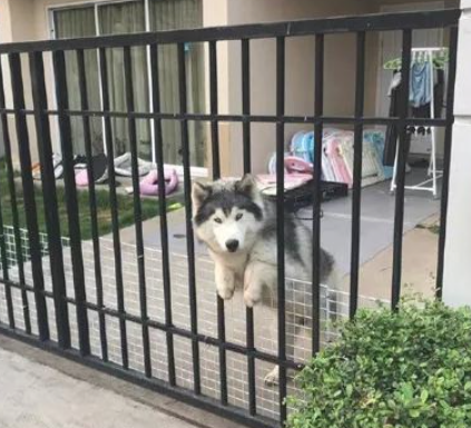 隔壁邻居的阿拉斯加犬，见到自身一直很兴奋，但之后都需要被拯救一番