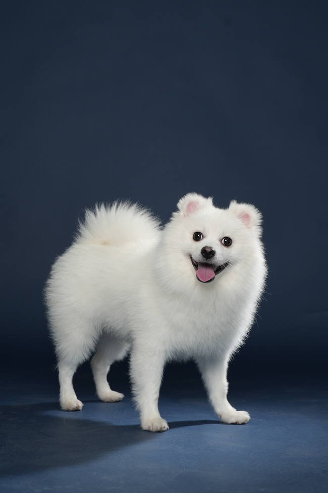 黑色可爱博美犬宠物写真摄影图片