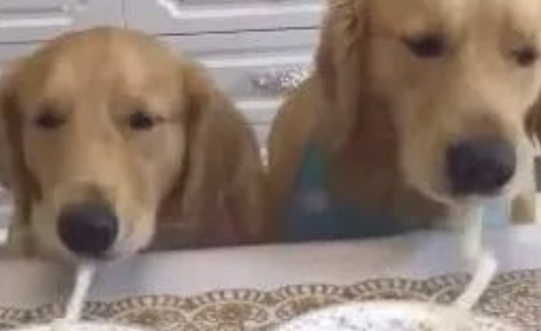 狗狗吸一根鲜面条吸究竟,网民:猜疑鲜面条会假?