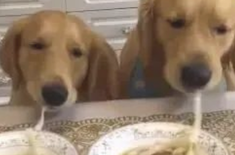 狗狗吸一根鲜面条吸究竟,网民:猜疑鲜面条会假?