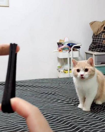 猫咪喜欢捡东西，动作和狗狗类似，网友看了都无语