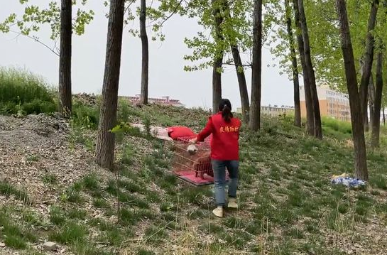 送物资发现流浪狗,毛发被烧焦浑身脏兮兮,即使再难也不放弃救助