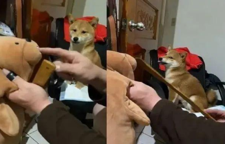以便文化教育咬人的柴犬,主人用这招确实合理喔