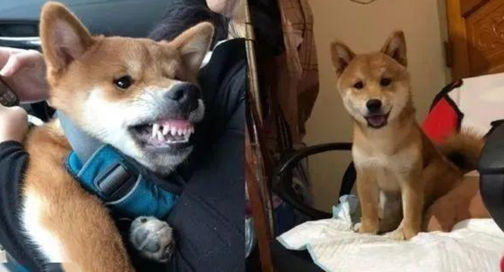以便文化教育咬人的柴犬,主人用这招确实合理喔