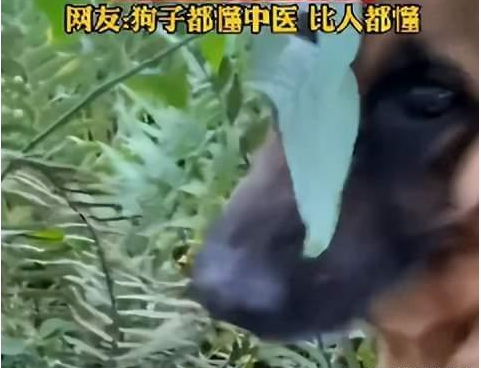 狗狗被车撞后自己找草药吃，主人一查药性惊呆了！