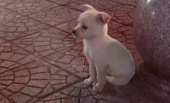 流浪犬躲在石墩旁，小小孤独背影好孤单，女生养十几天后真是萌炸掉
