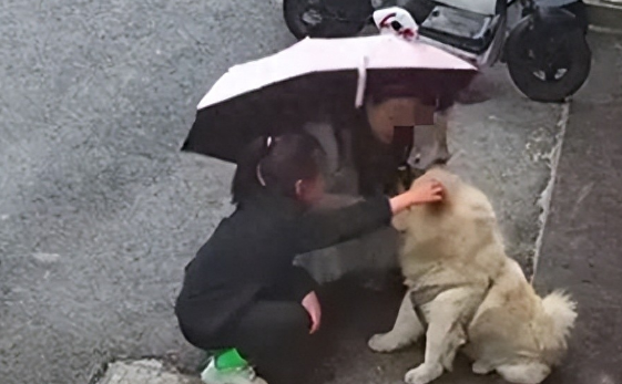 “从友善到凶恶，狗狗攻击事件：女子抚摸白色松狮犬遭袭击”