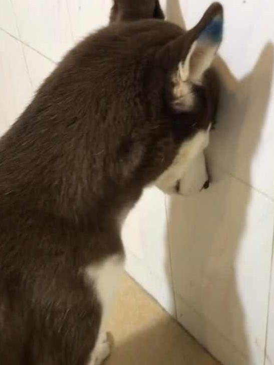 主人让二哈面壁思过，狗狗头靠墙一动不动，拉进摄像镜头发觉情况不妙