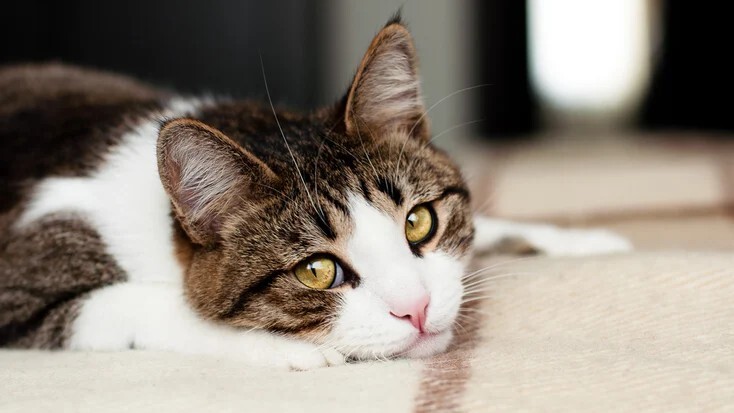 猫腹泻：原因与治疗