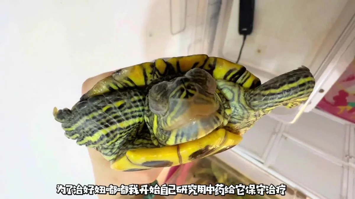 乌龟重度肠炎怎么治疗?看看这位博主的成功经验