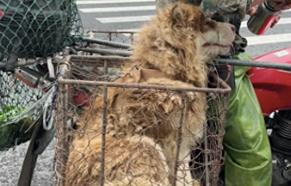 男生连追狗贩子两条街，心甘情愿当上大冤种，救下中暑的狗