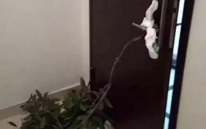 小哥喝多捡了只流浪狗，本以为自己拴在门上了，结果…