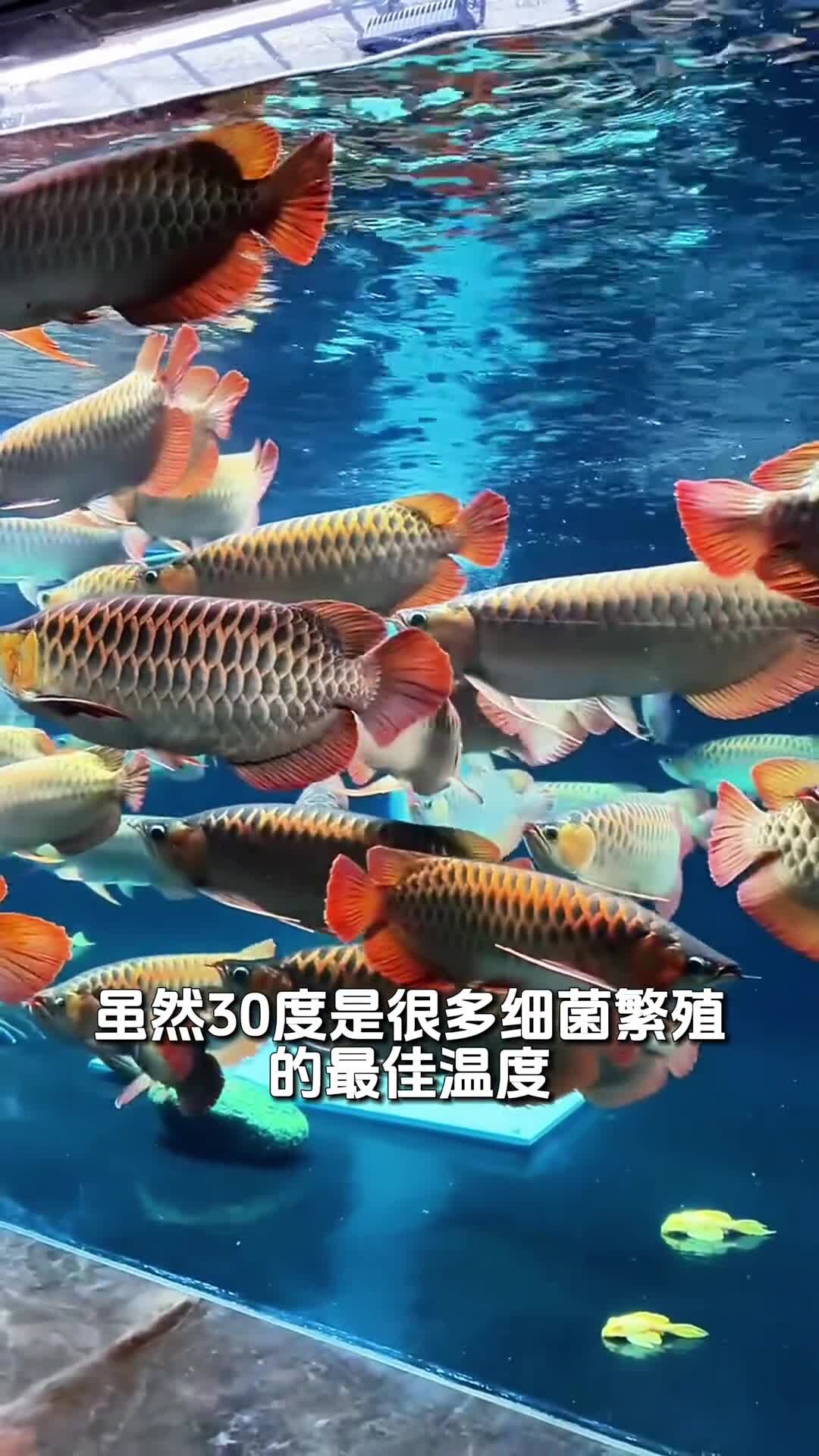 养鱼老三样,换水升温下盐该如何正确使用!