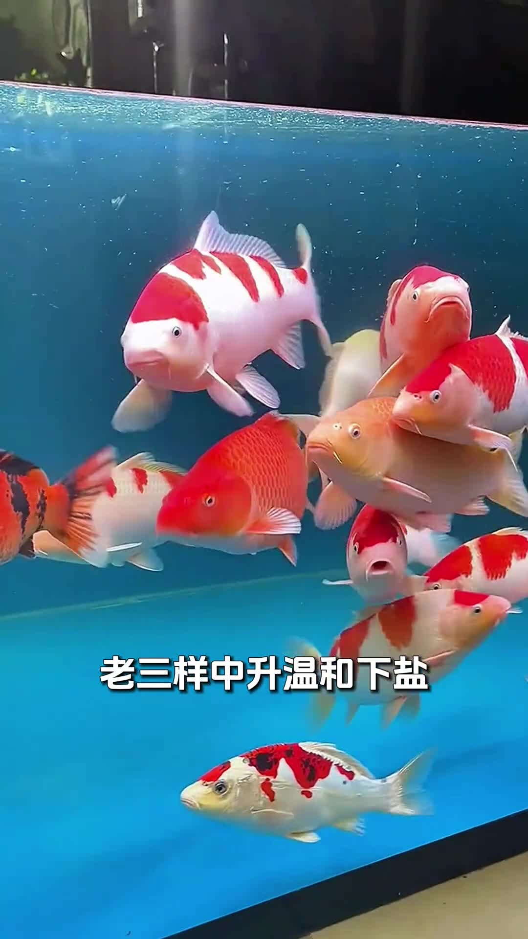 养鱼老三样,换水升温下盐该如何正确使用!
