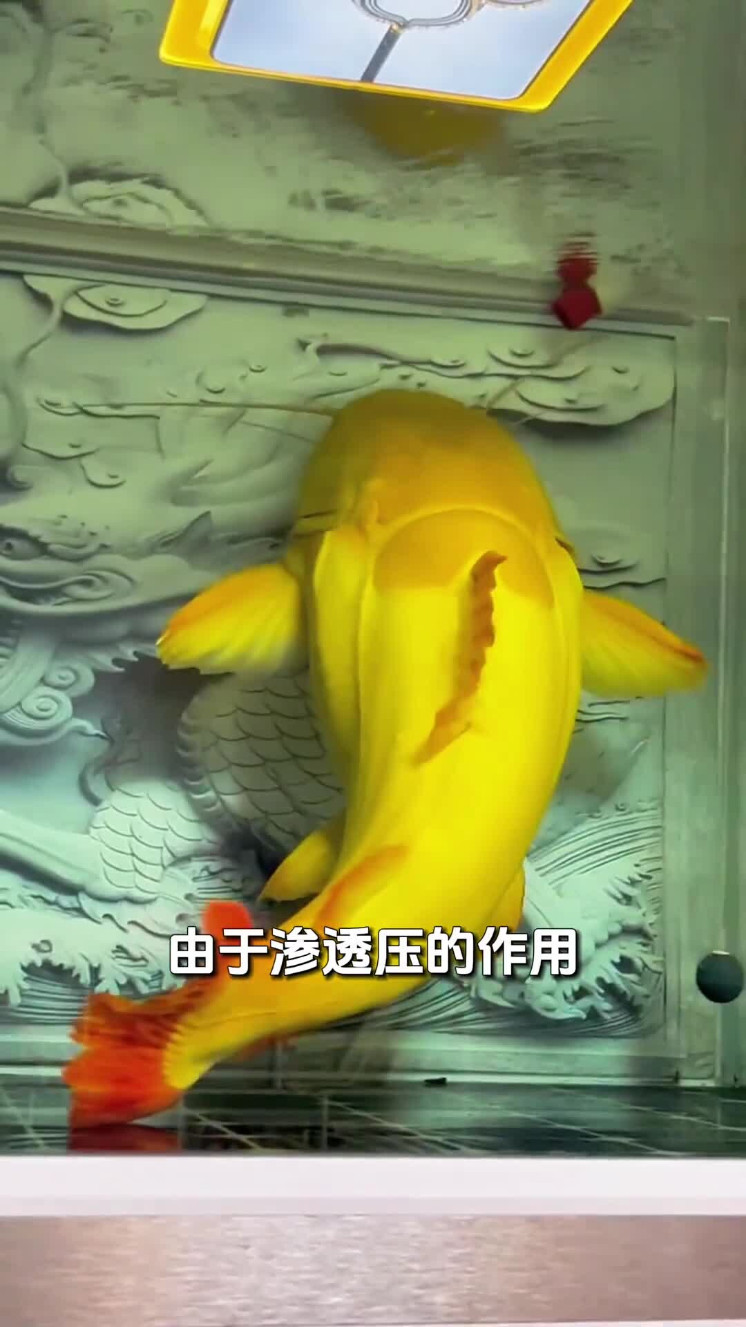 养鱼老三样,换水升温下盐该如何正确使用!