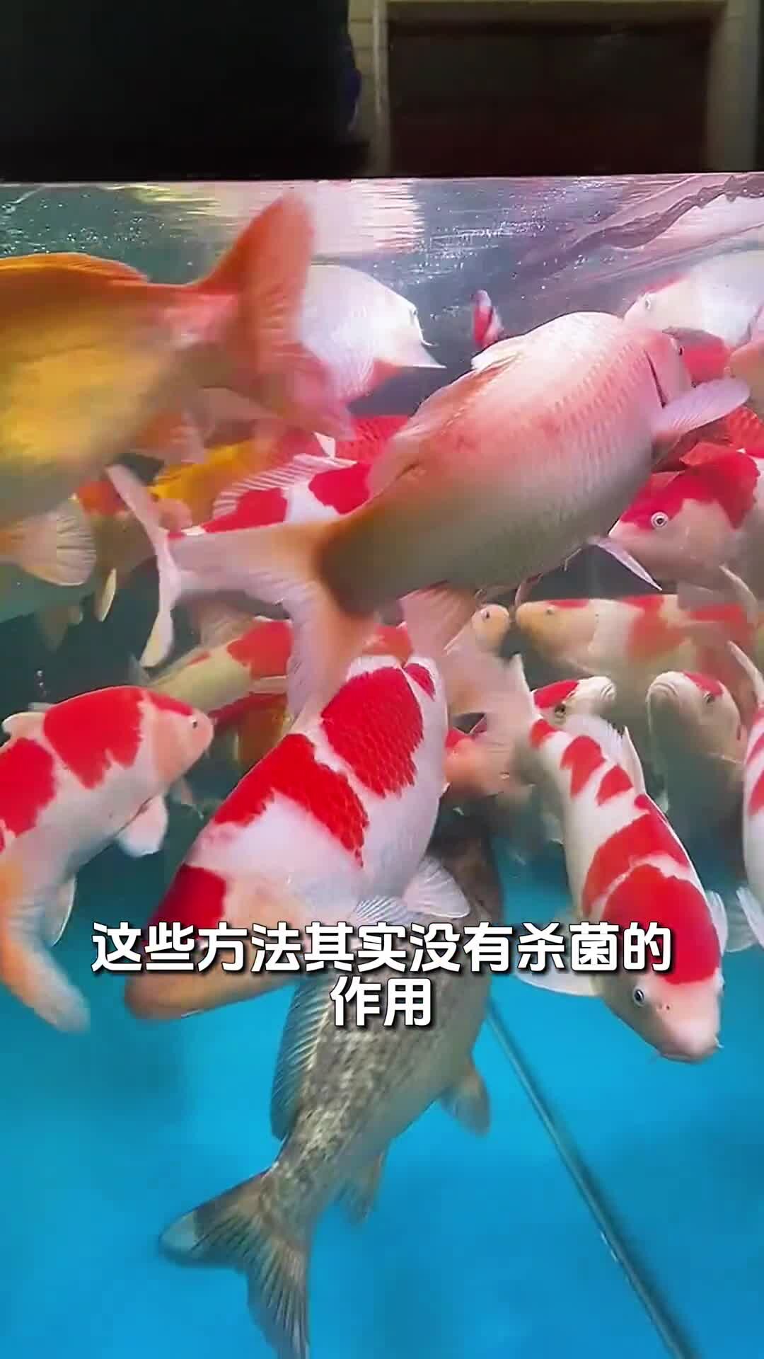 养鱼老三样,换水升温下盐该如何正确使用!