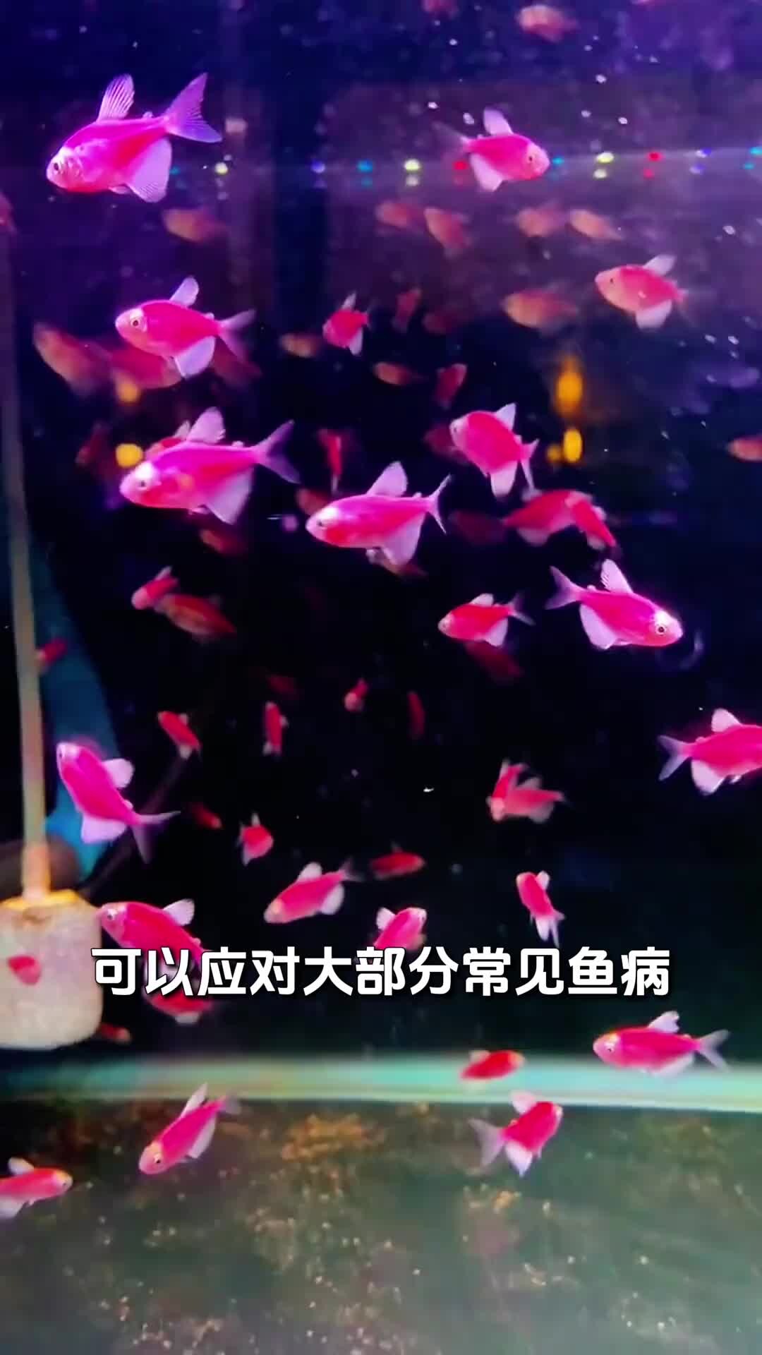 养鱼老三样,换水升温下盐该如何正确使用!